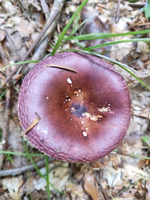 Russula vinosa