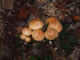 Hygrophorus nemoreus