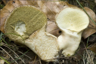 Lycoperdon perlatum