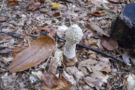 Phallus impudicus