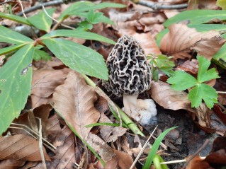 Morchella vulgaris