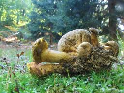 Pseudoboletus parasiticus