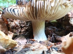 Russula nigricans