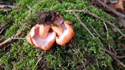 Hypomyces lateritius