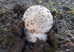 Amanita strobiliformis