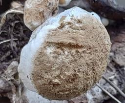 Asterophora lycoperdoides