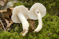 Hygrophorus eburneus