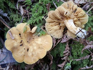 Tricholomopsis decora