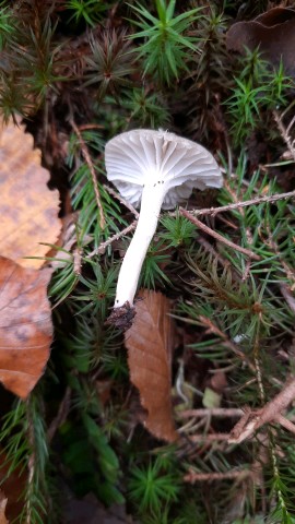 Hygrophorus pustulatus