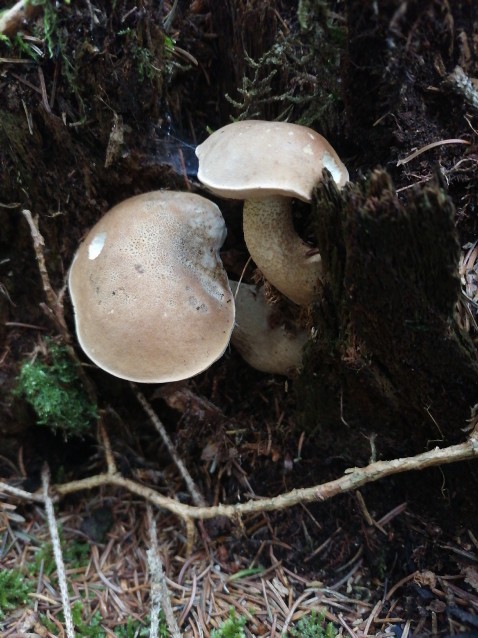 Tylopilus felleus