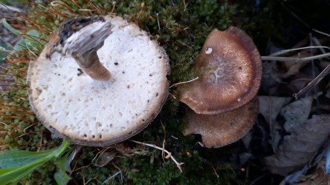 Lentinus substrictus