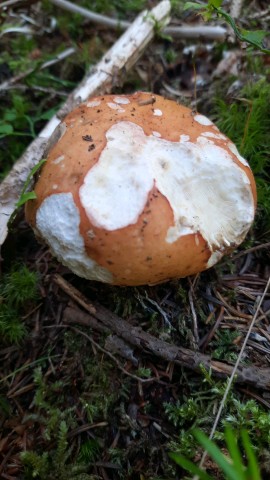 Russula decolorans