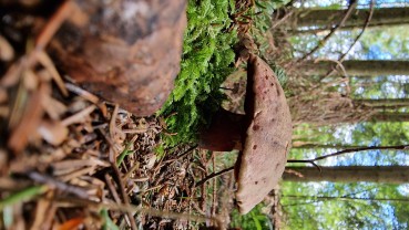 Rubroboletus rubrosanguineus