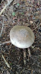 Amanita porphyria