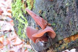 Auricularia auricula-judae