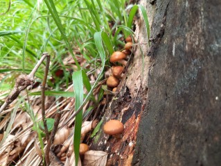 Kuehneromyces mutabilis