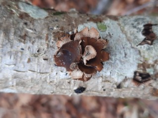 Encoelia furfuracea