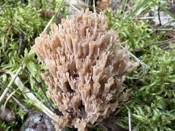 Artomyces pyxidatus