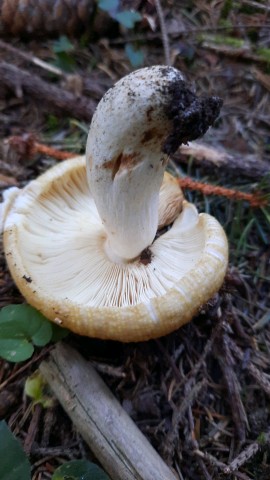 Russula subfoetens