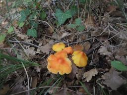 Hygrocybe acutoconica