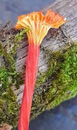 Hygrocybe insipida