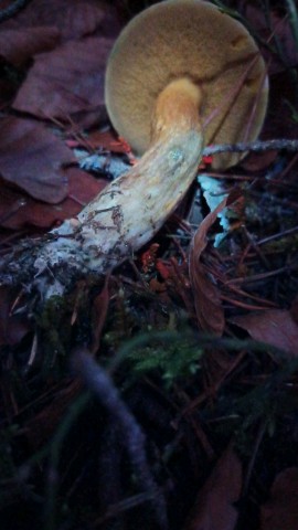 Suillus variegatus