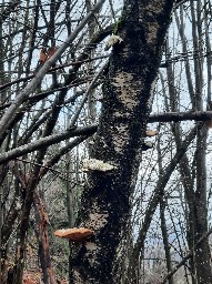 Fomitopsis betulina