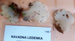 Pseudohydnum gelatinosum