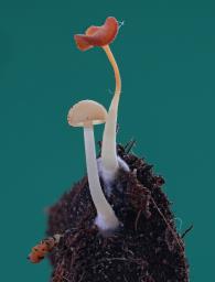Lactocollybia cycadicola