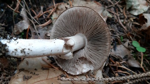 Agaricus sylvicola