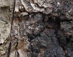 Lachnellula resinaria