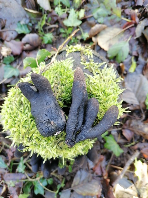 Xylaria polymorpha