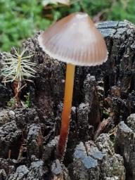 Mycena crocata