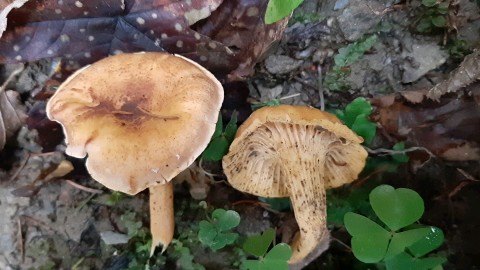 Cantharellus amethysteus