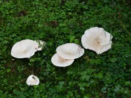 Aspropaxillus giganteus