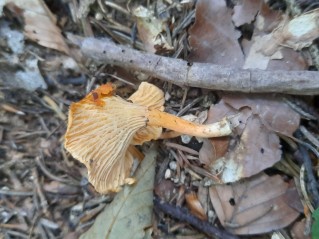 Cantharellus friesii