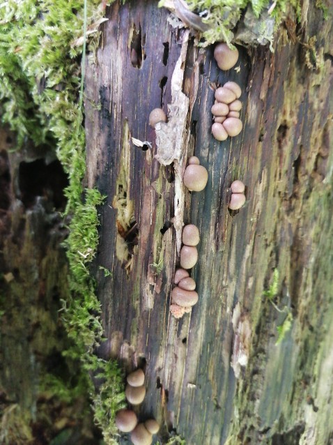 Lycogala epidendrum