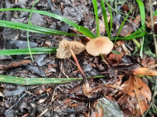 Marasmius torquescens