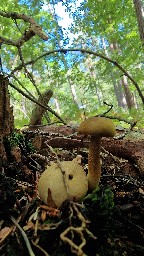 Pseudoboletus parasiticus