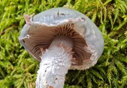 Stropharia caerulea