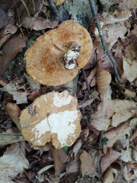 Lentinus arcularius