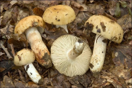 Russula grata