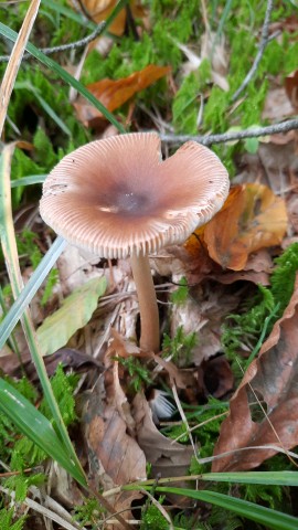 Amanita fulva