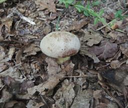 Butyriboletus fechtneri