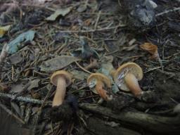 Lactarius fulvissimus