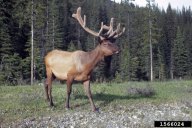 Cervus elaphus