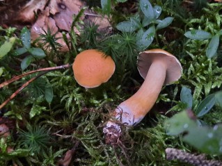 Suillus bovinus