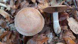 Cortinarius torvus