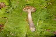 Leccinum scabrum