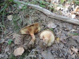 Paxillus involutus